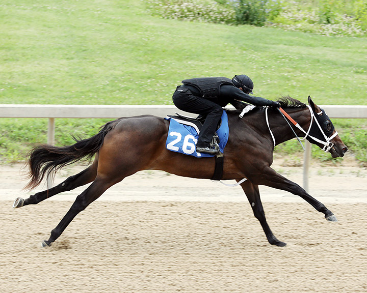 Hip 261, a Speightster-Spirituality filly, breezes in the Fasig-Tipton Midlantic under tack show