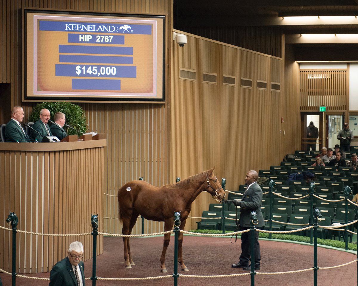 Hip 2767 Dialed In weanling colt sells at Keeneland November 2018