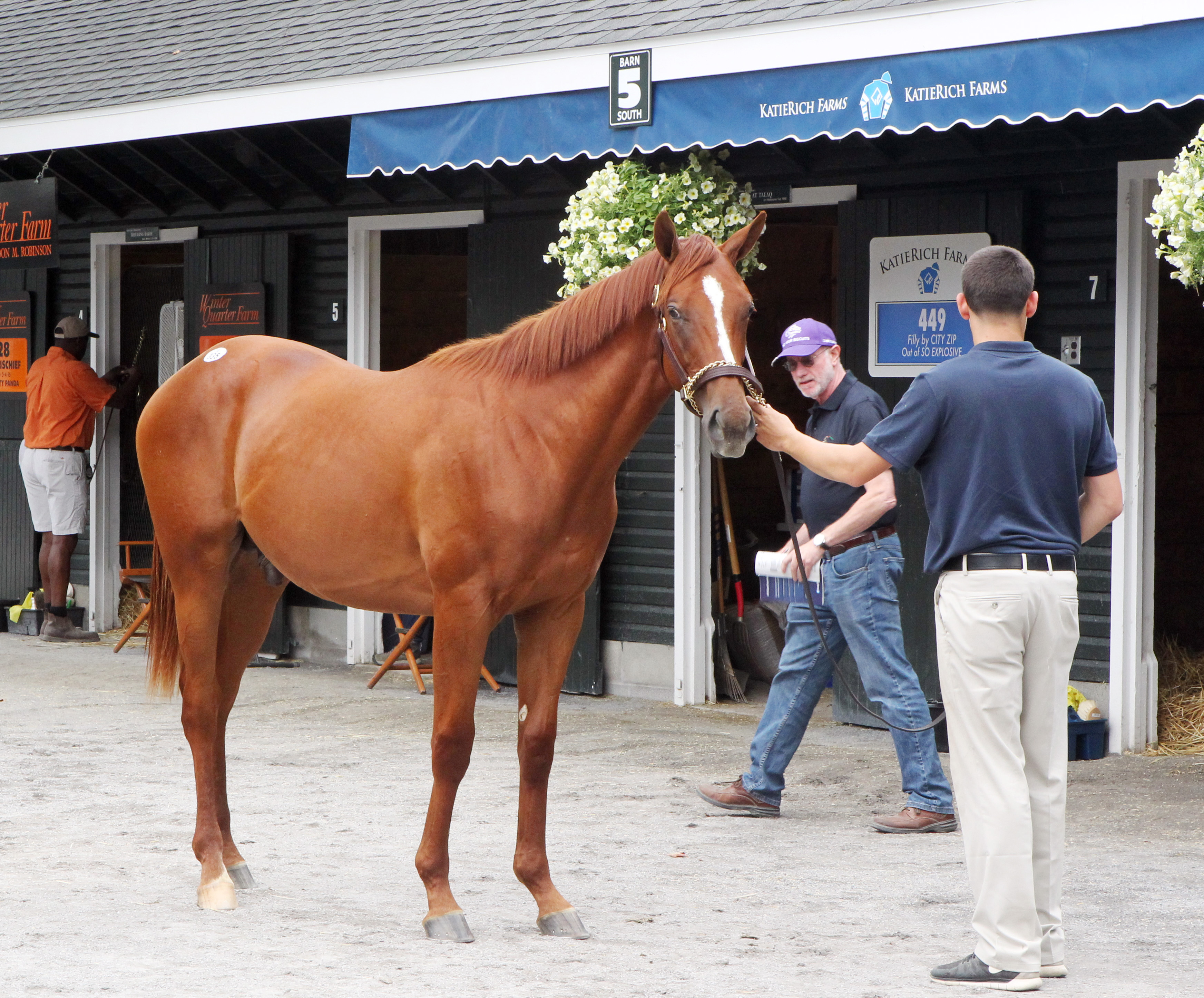 Lisa's Booby Trap and Big Brown colt at the Fasig-Tipton NY-bred selected yearlings sales