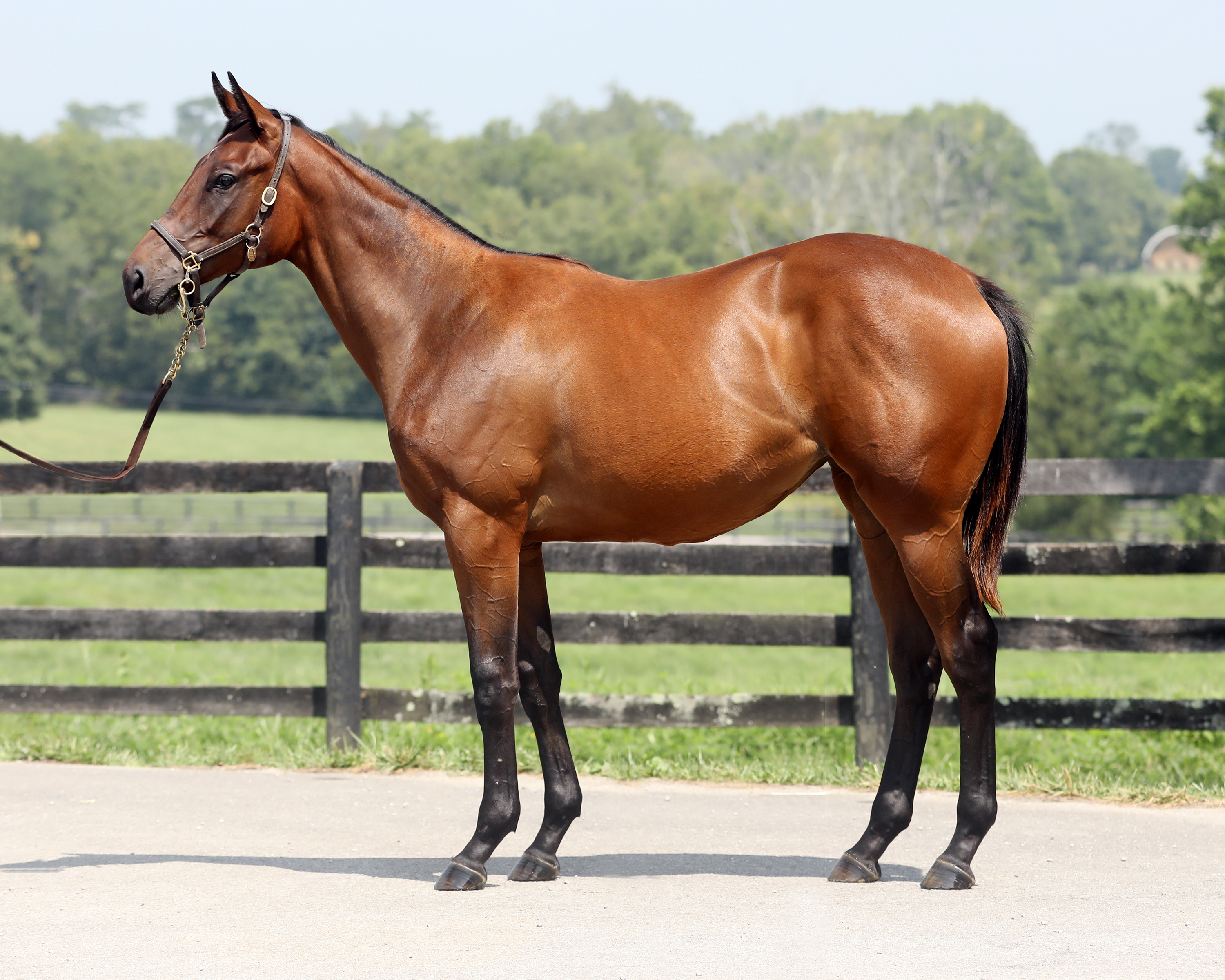 Uncle Mo filly/FT NY