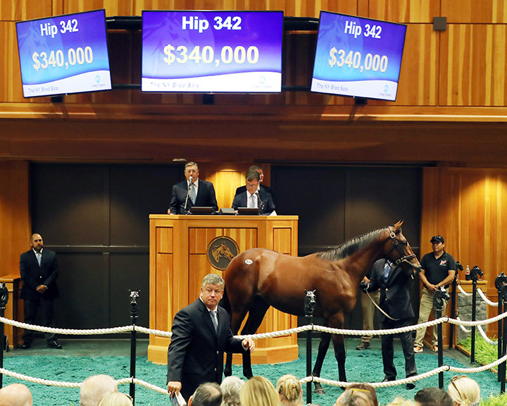 A Constitution colt sells for $340,000 at the New York-bred yearling sale