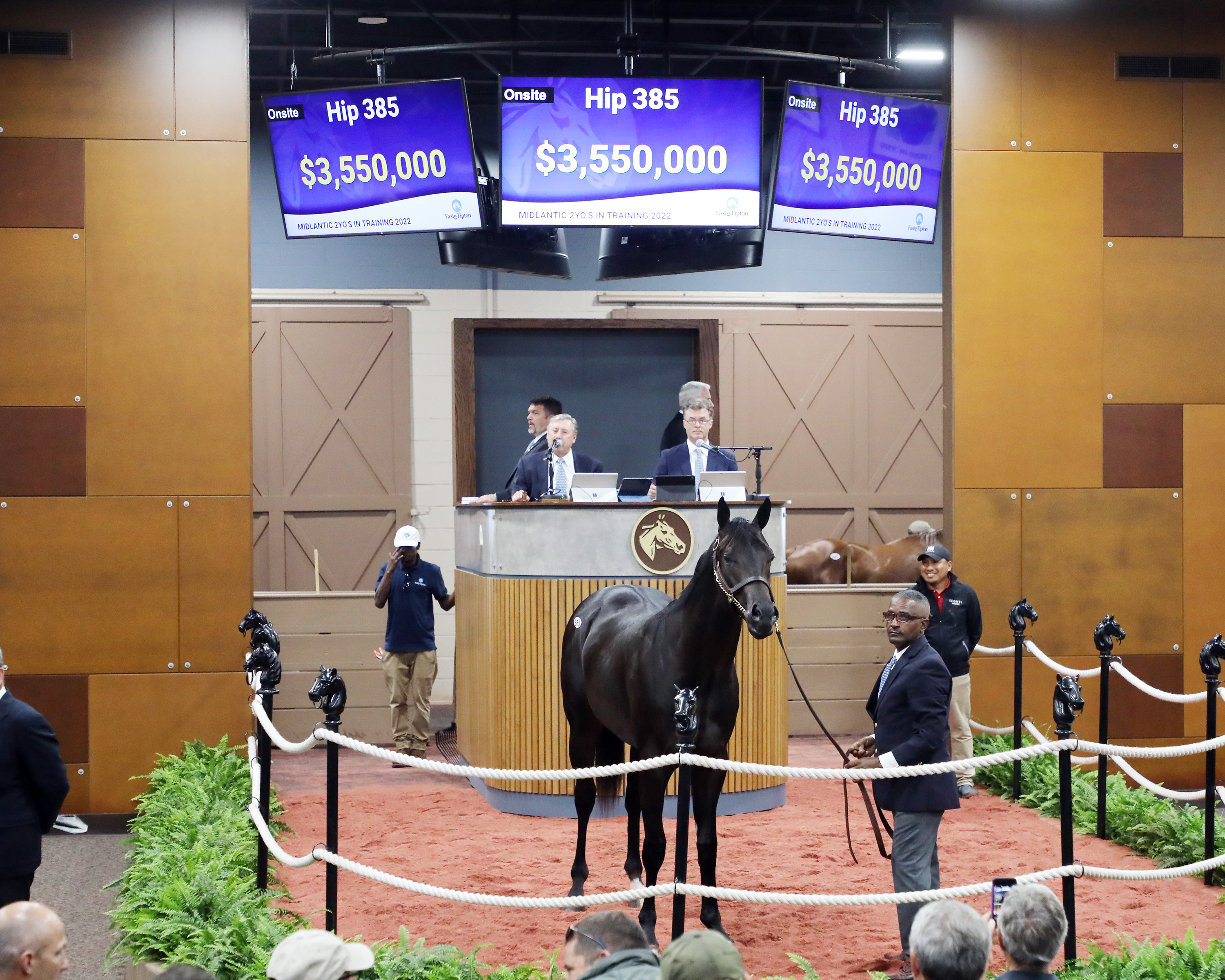 Bernardini colt