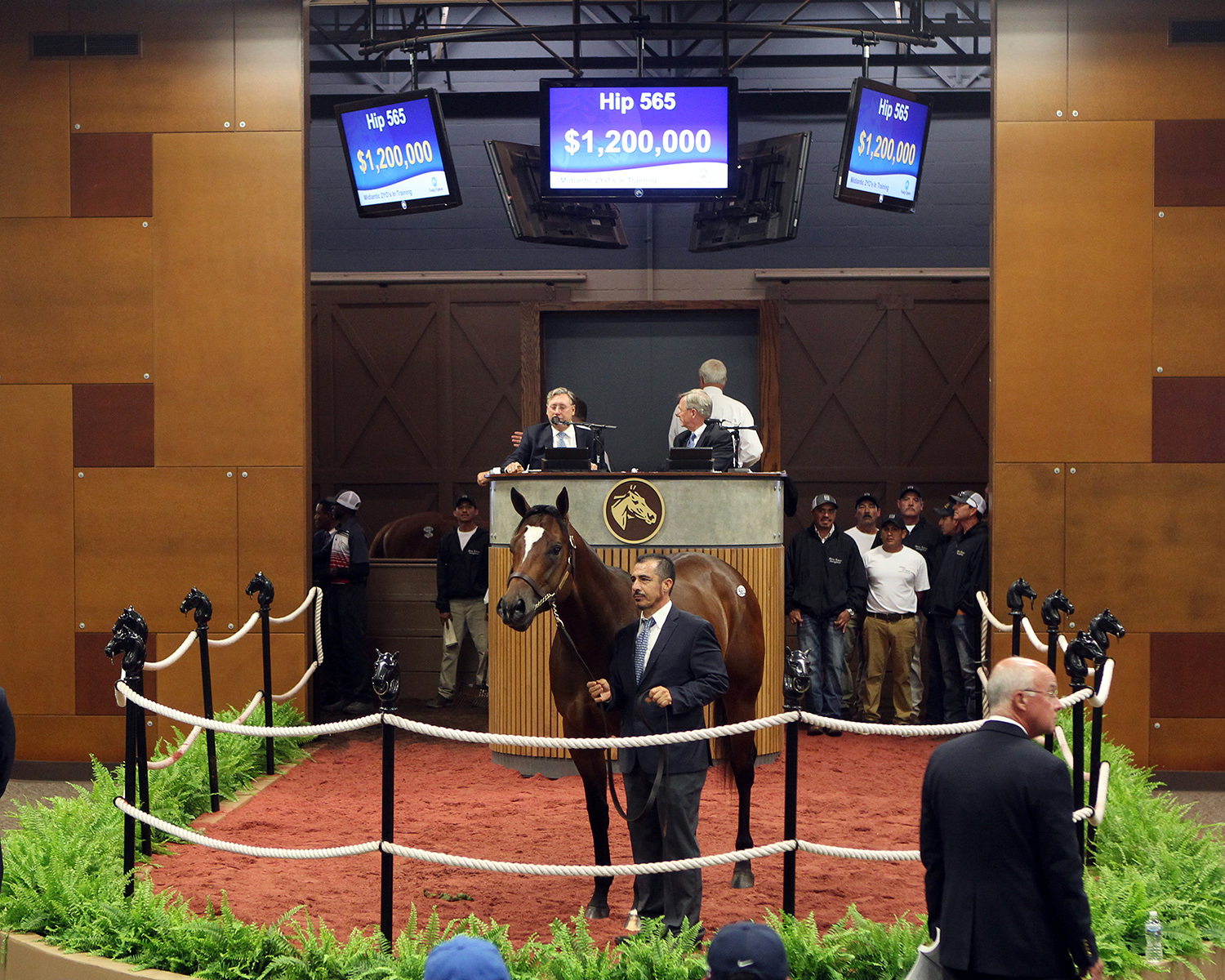 Hip 565 at the 2018 2-year-old Timonium sale