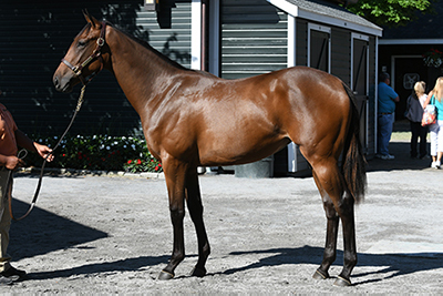 Hip 592 Fasig-Tipton NYB 2019 sale Malibu Moon-Savvy Sassy
