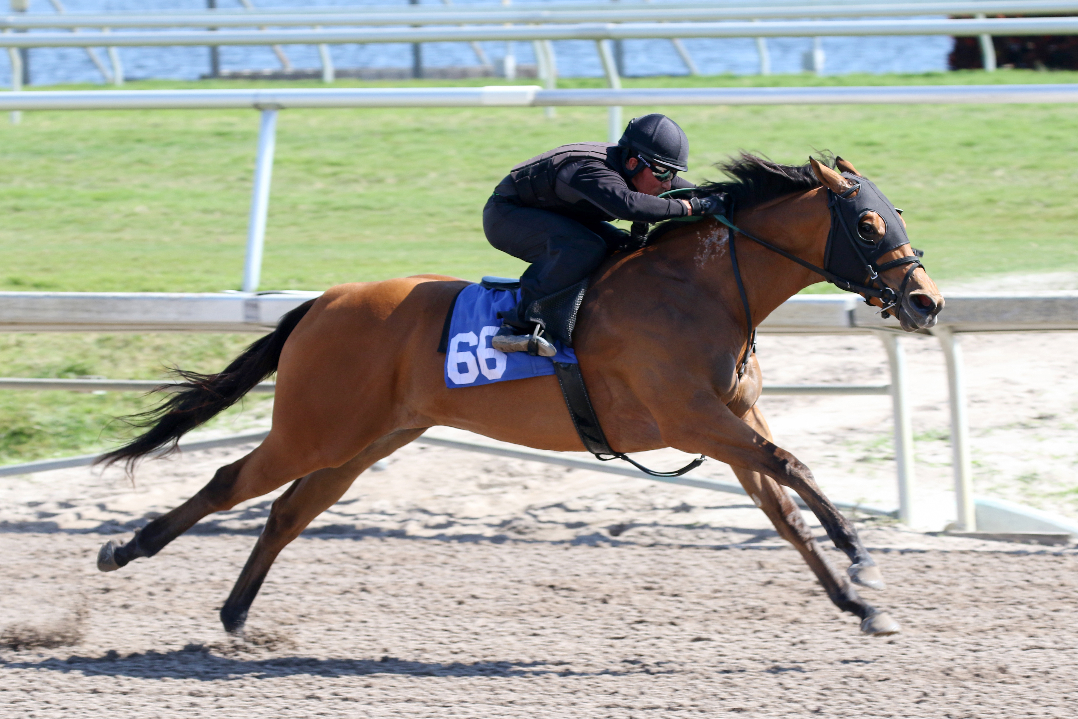 An Into Mischief filly works at the Gulfstream Under Tack Show