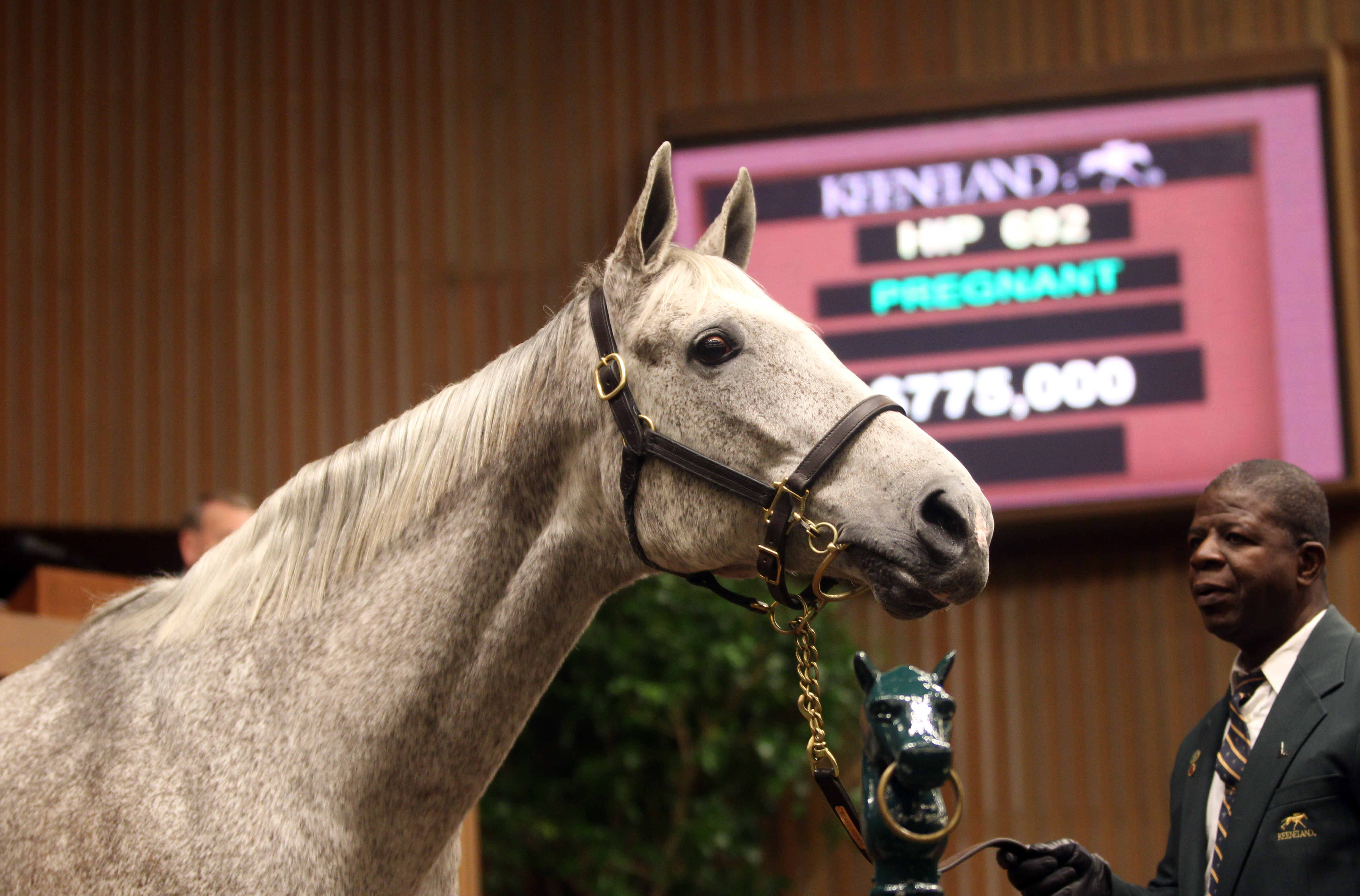 Ponche de Leona close up at Keeneland