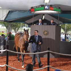 Hip 71