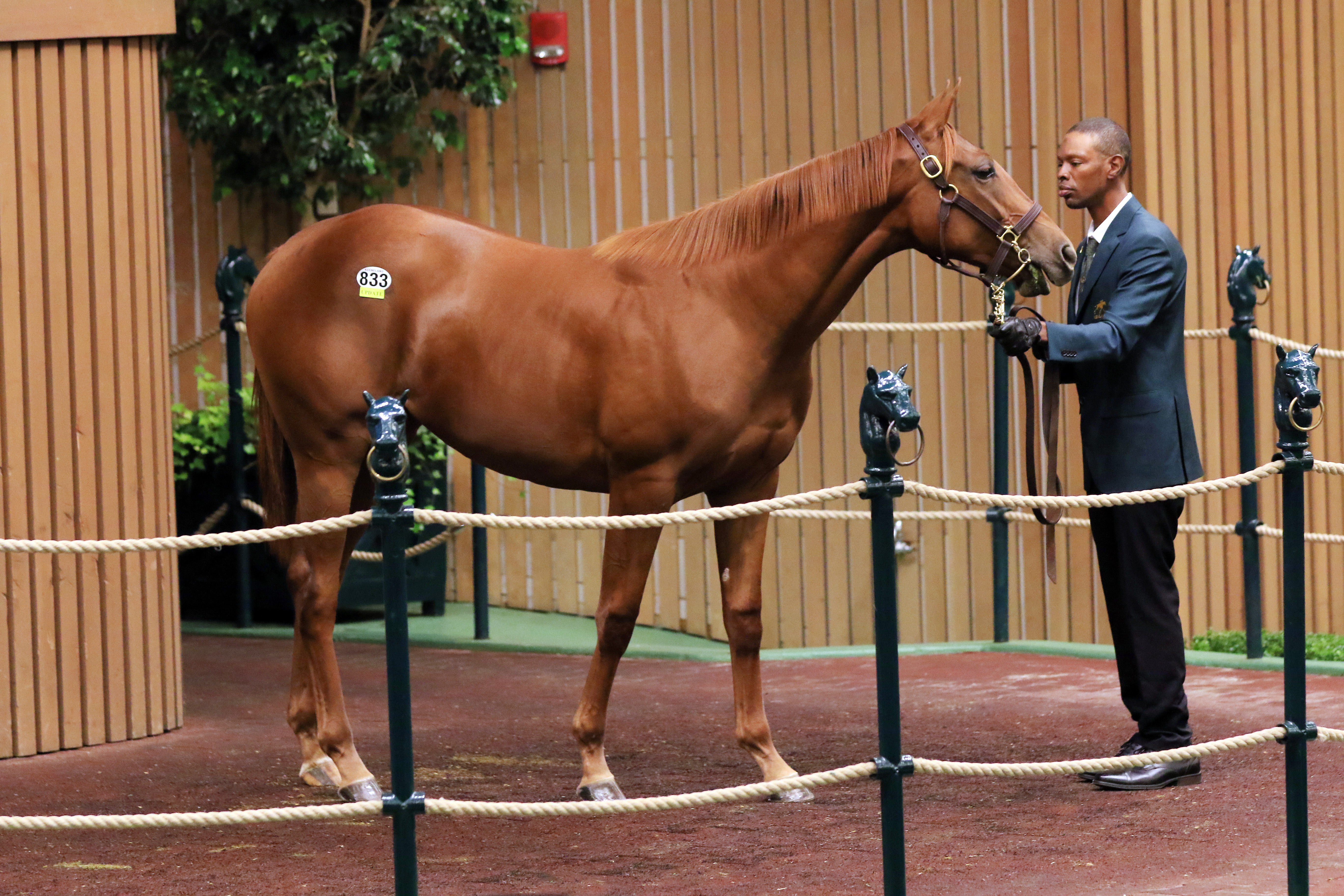 Quality Road colt, Hip 833, 9.15 session topper