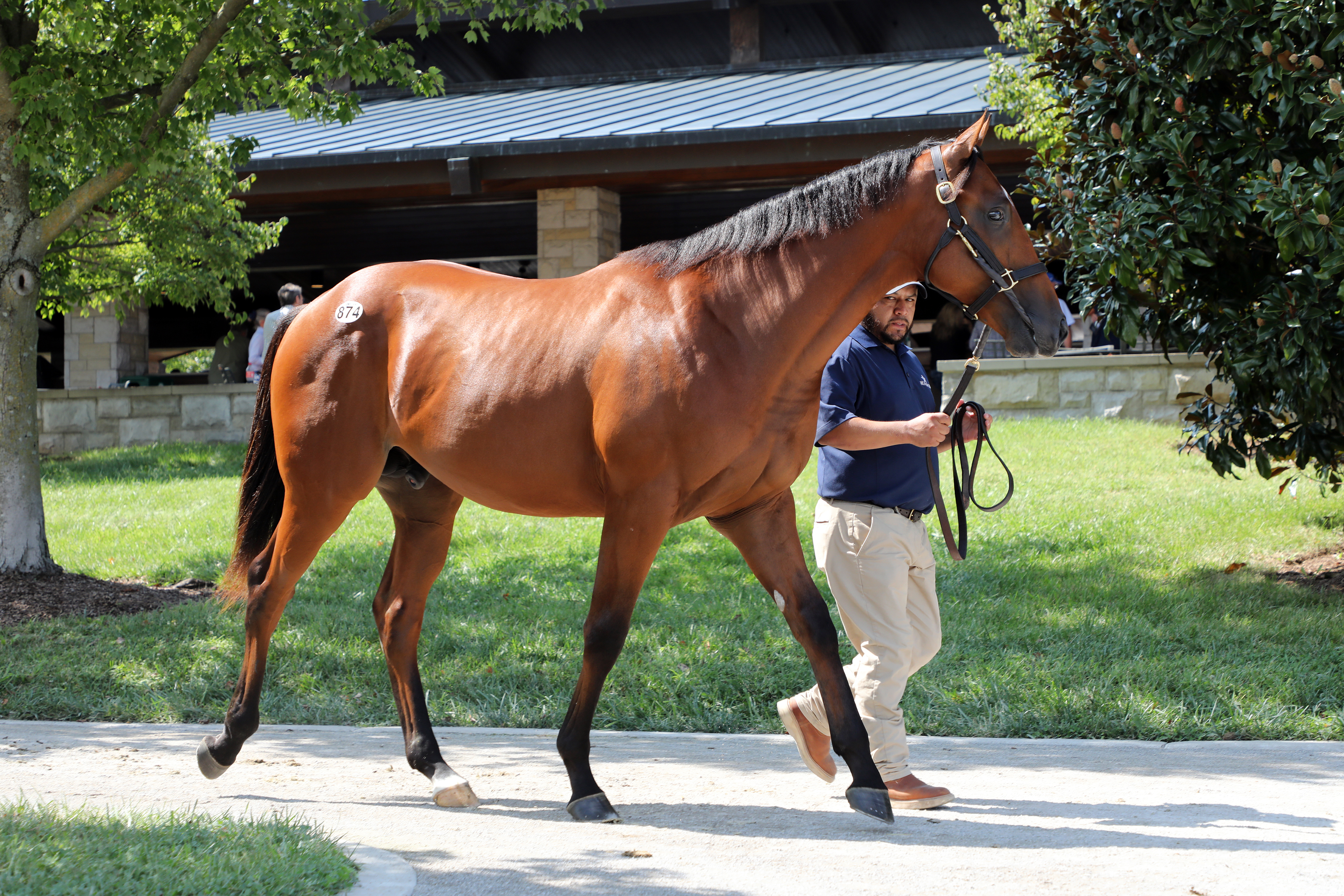 $1 million Into Mischief colt/Keeneland September 2021