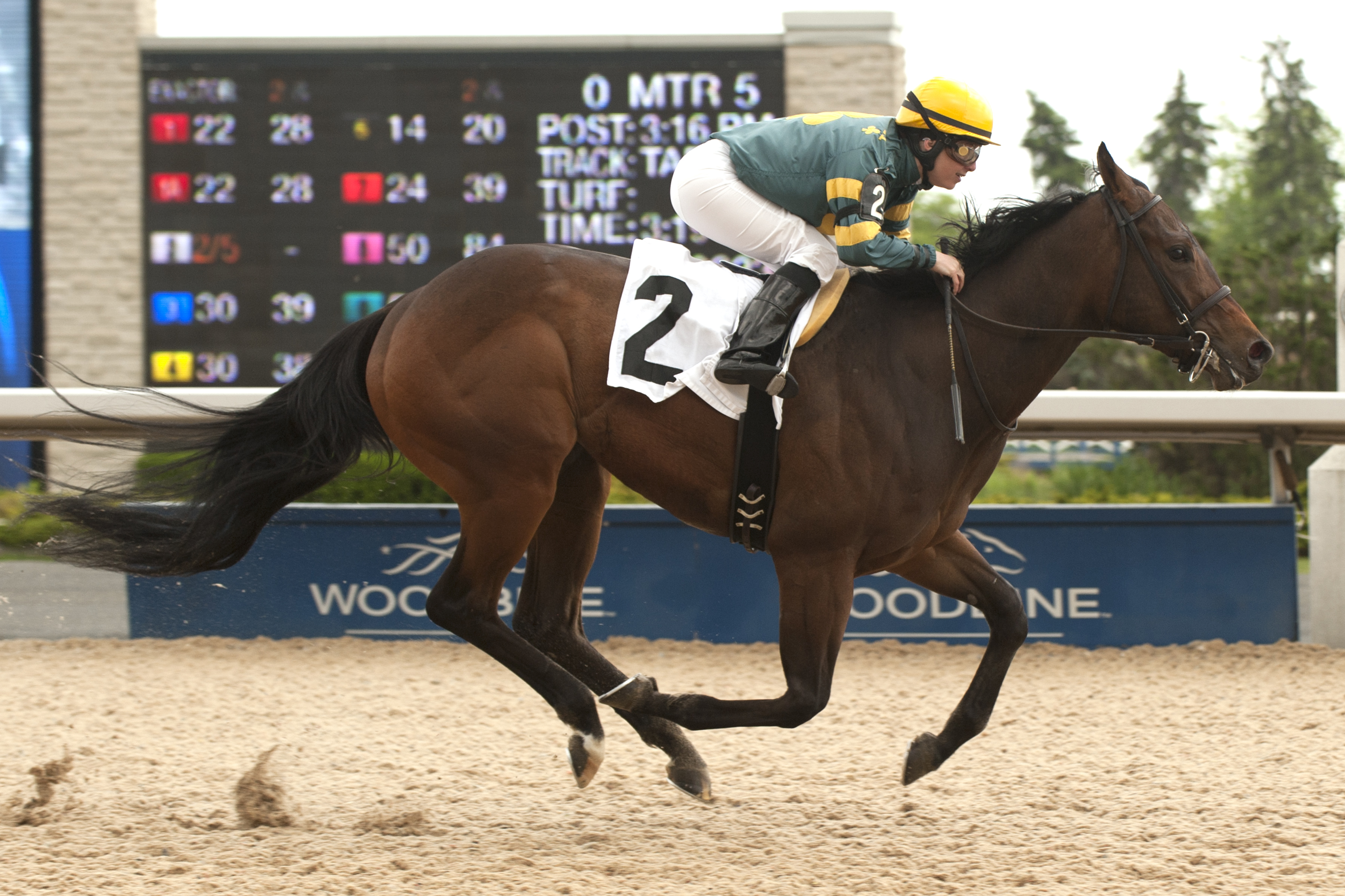 Hipp Smitt wins a maiden race at Woodbine