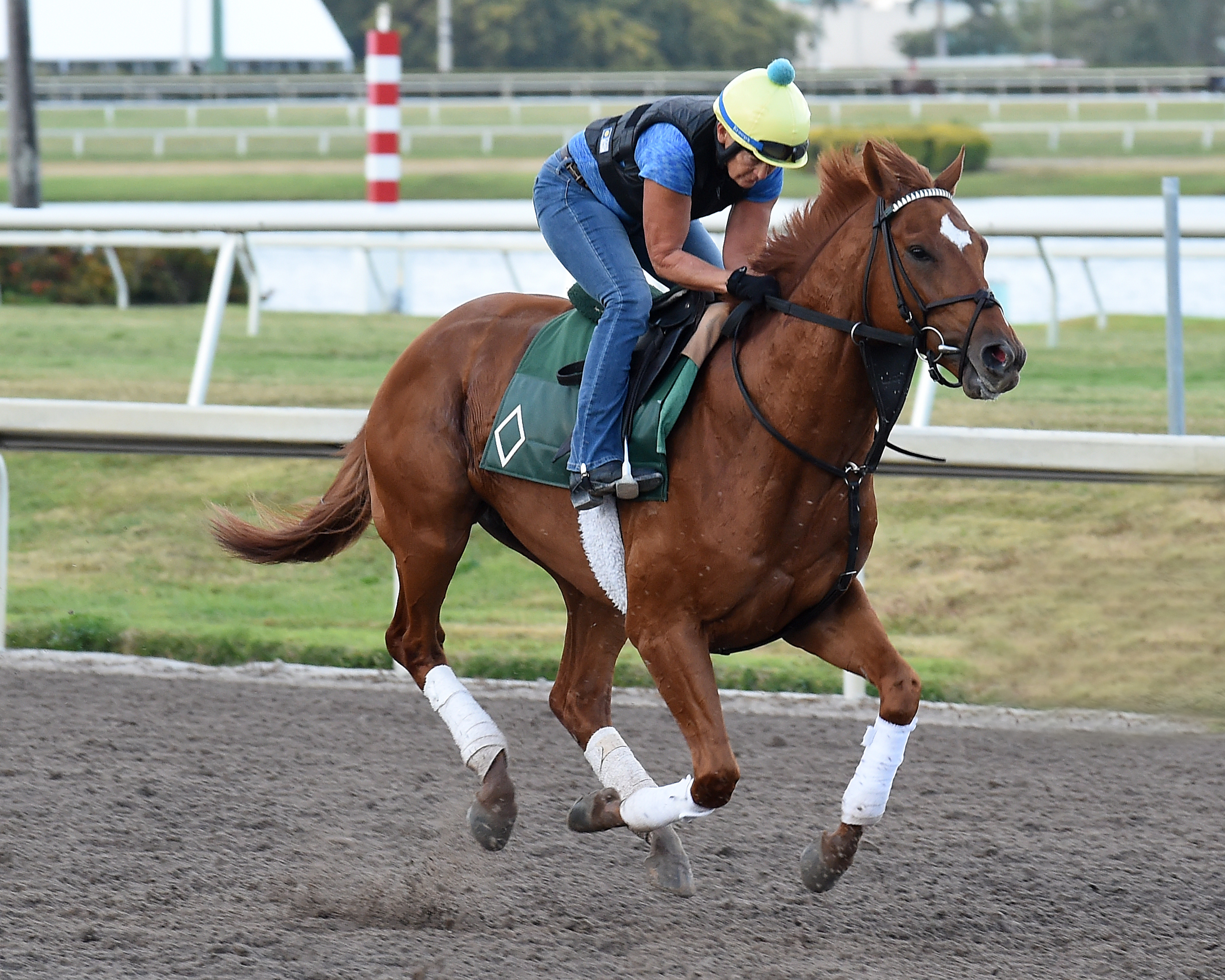 Hofburg trains at Gulfstream Park on March 30