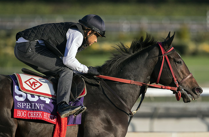 Hog Creek Hustle trains at Santa Anita Park before the Breeders Cup