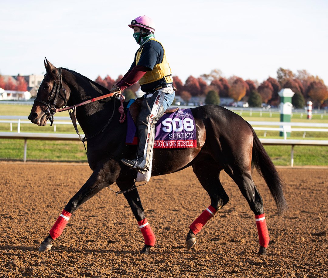 Hog Creek Hustle at Keeneland Racecourse in November 2020