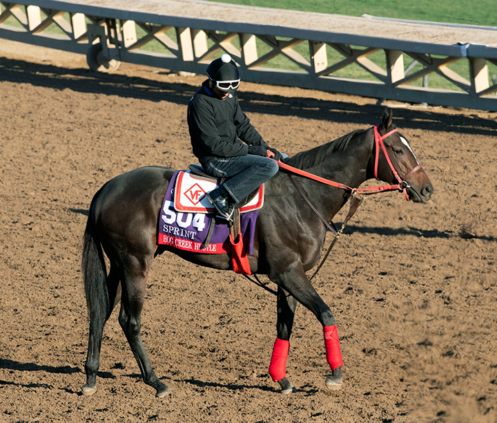 Hog Creek Hustle at Santa Anita Park before the Breeders' Cup