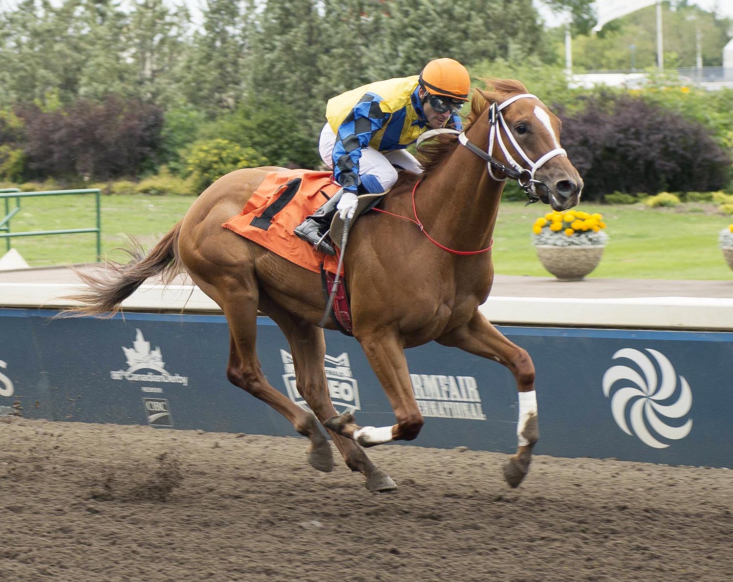 Hold the Giant wins the 2015 Edmonton Juvenile Stakes