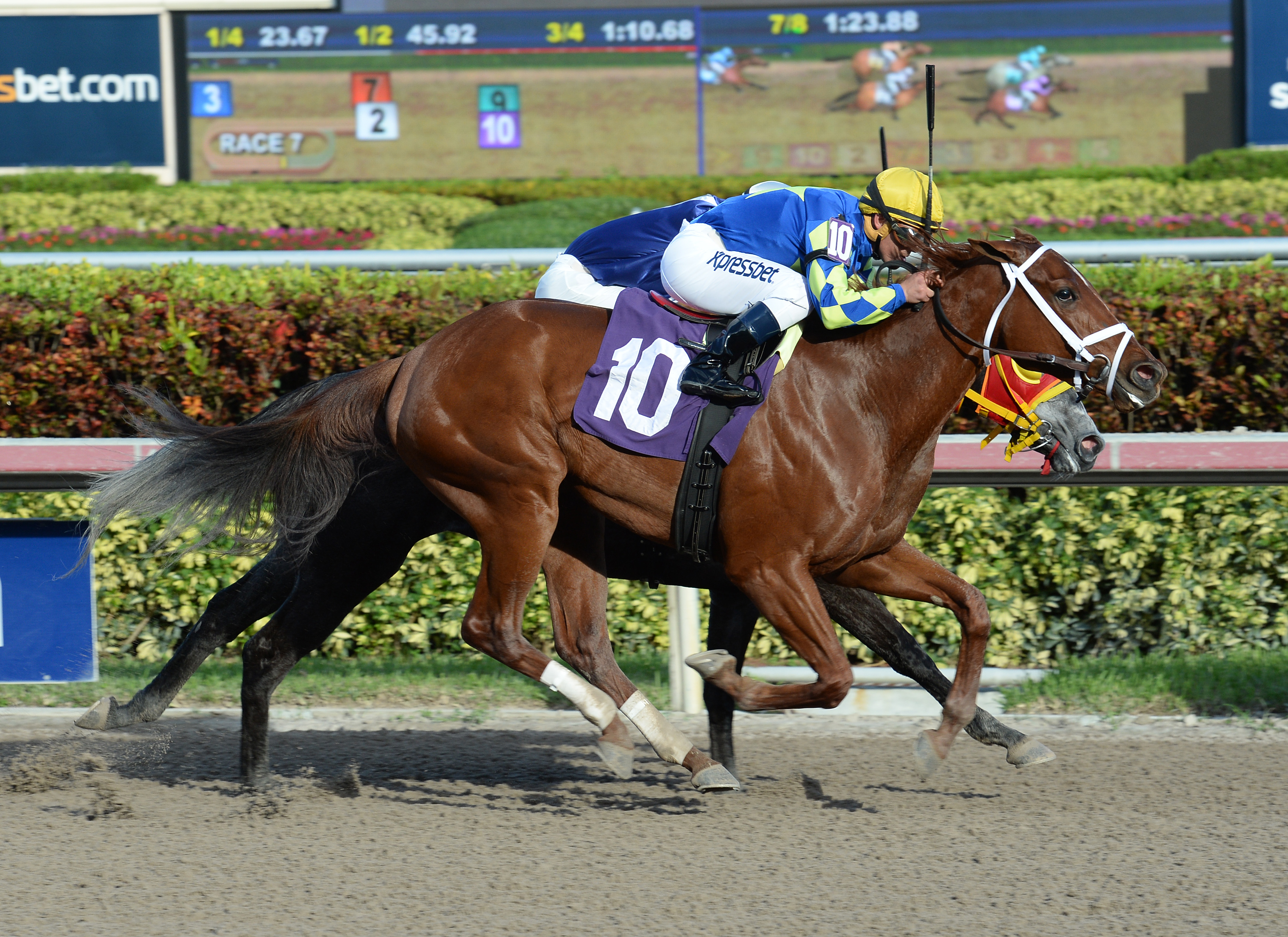 Holders Season wins a maiden race
