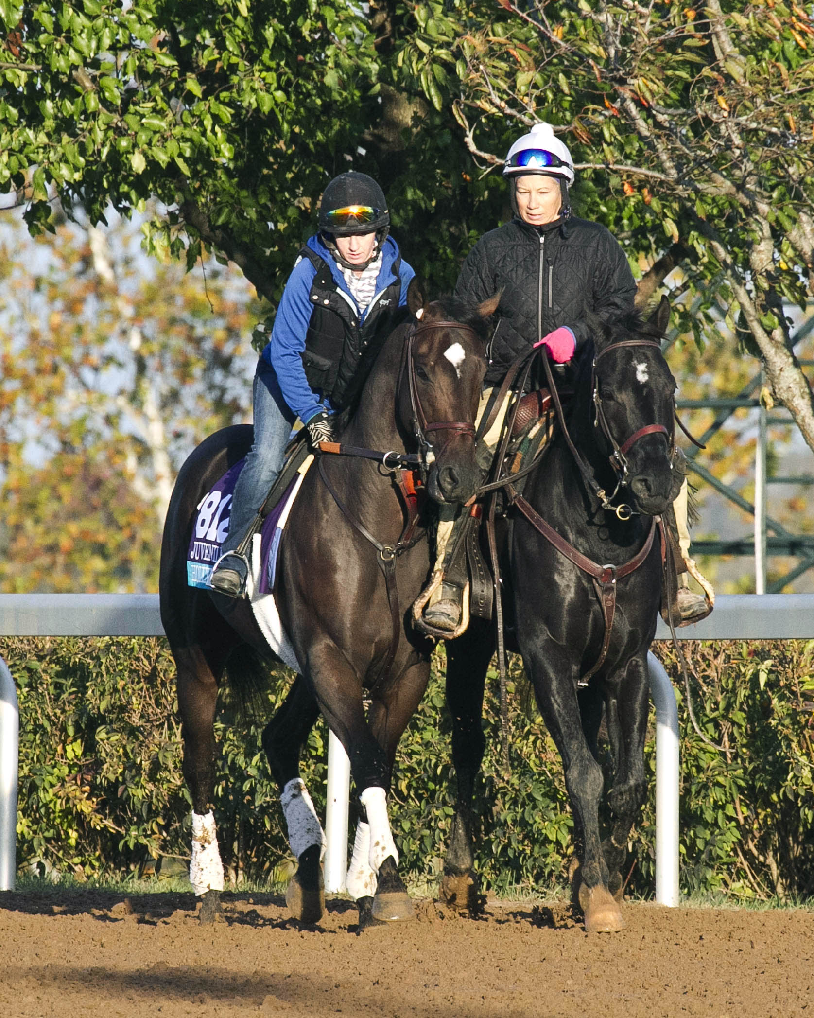 Hollywood Don at Santa Anita Park