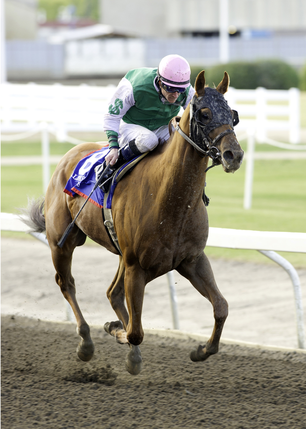 Hollywood Dreams wins the 2011 Red Diamond Express Handicap