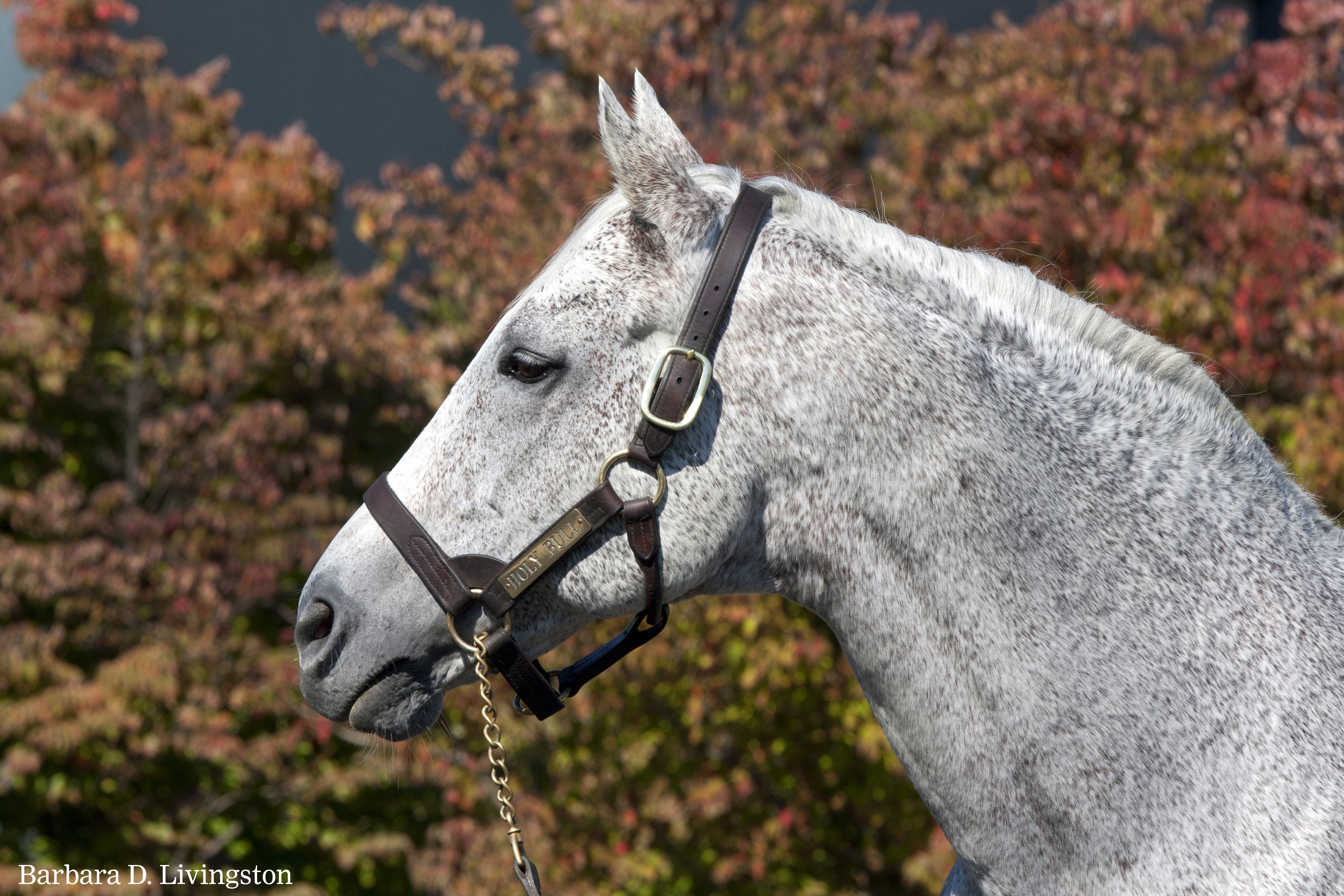 Holy Bull at Darley in 2012