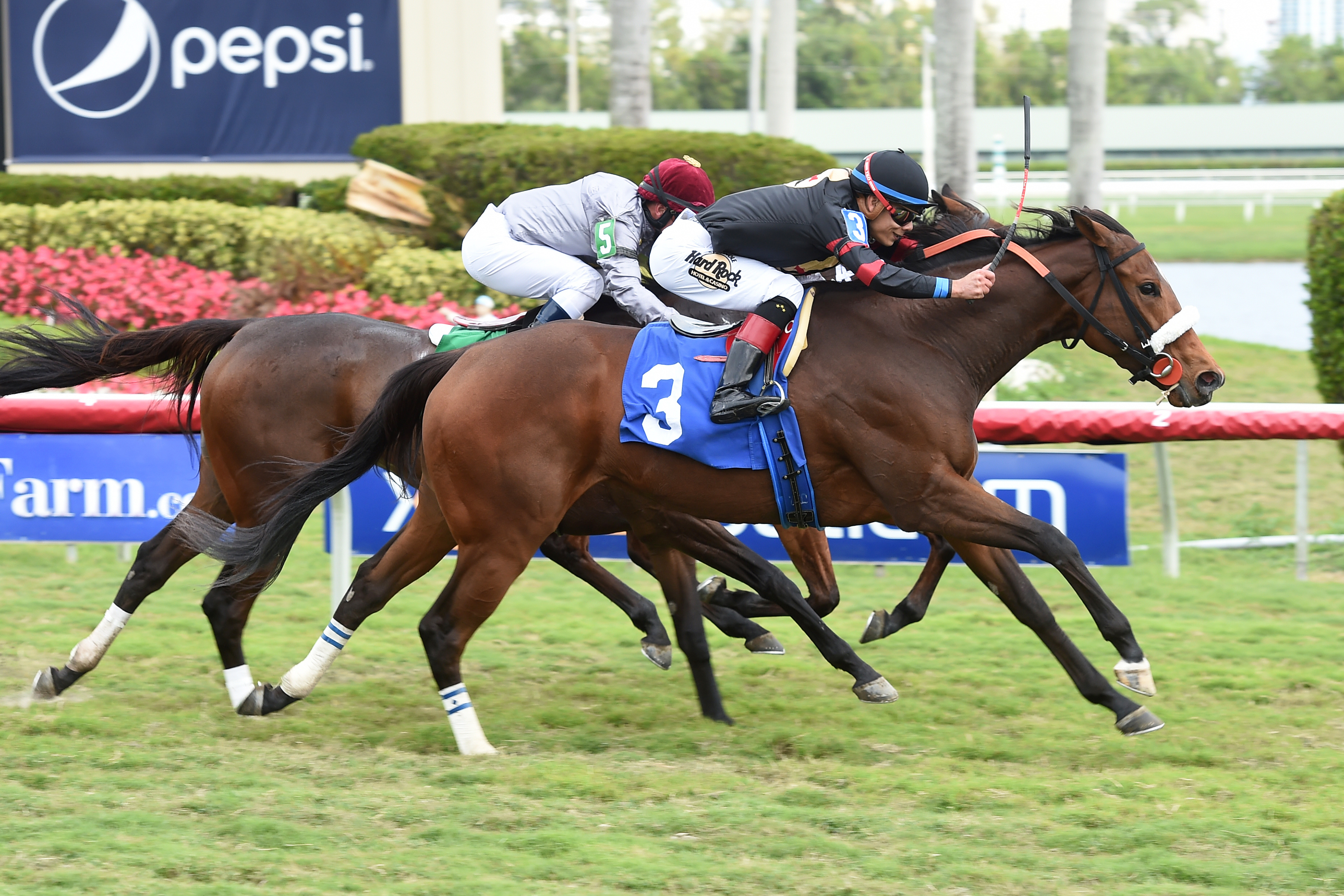 Holy Helena wins a Feb. 4 allowance