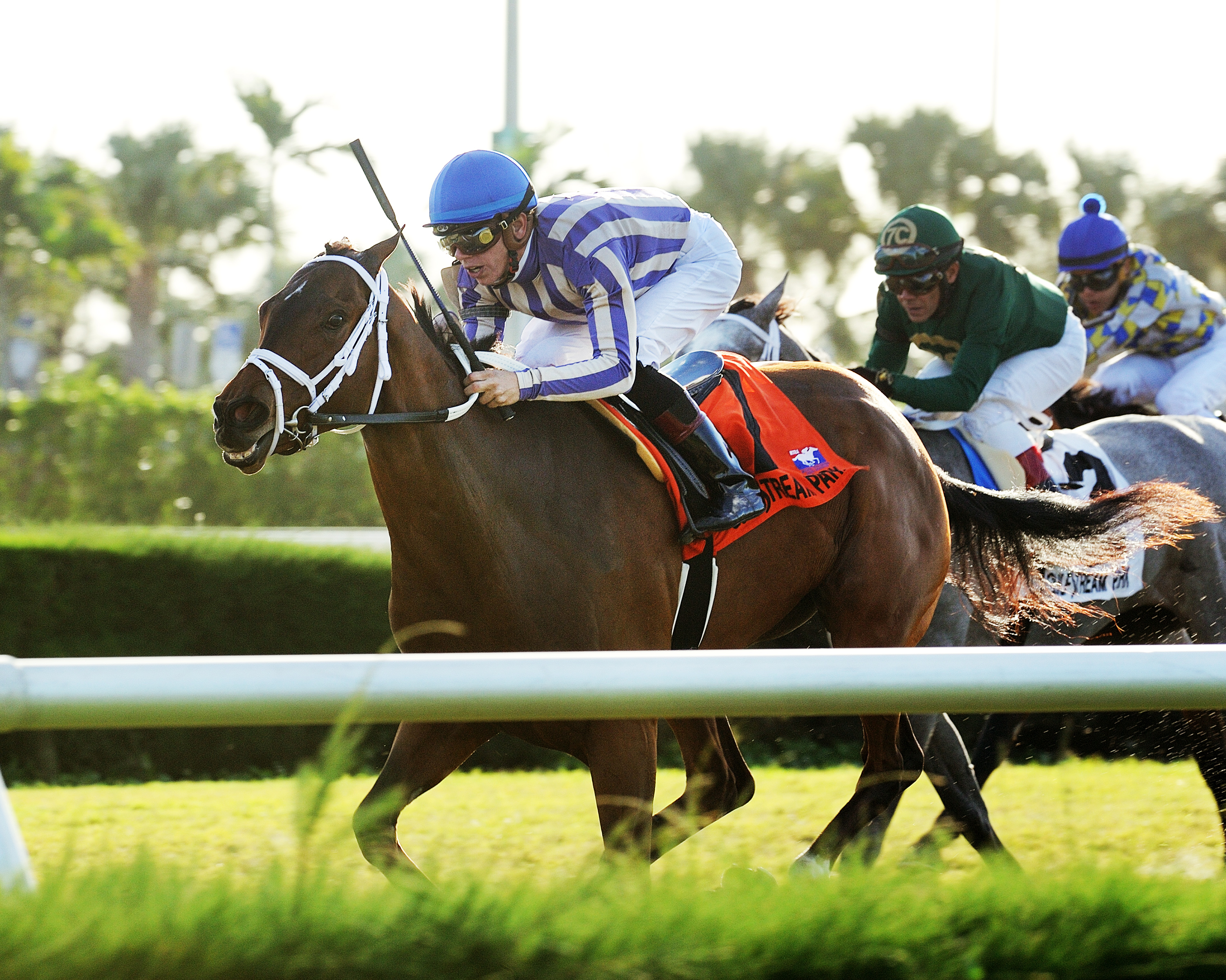Homemade Salsa wins the 2017 Juvenile Fillies Turf at Gulfstream