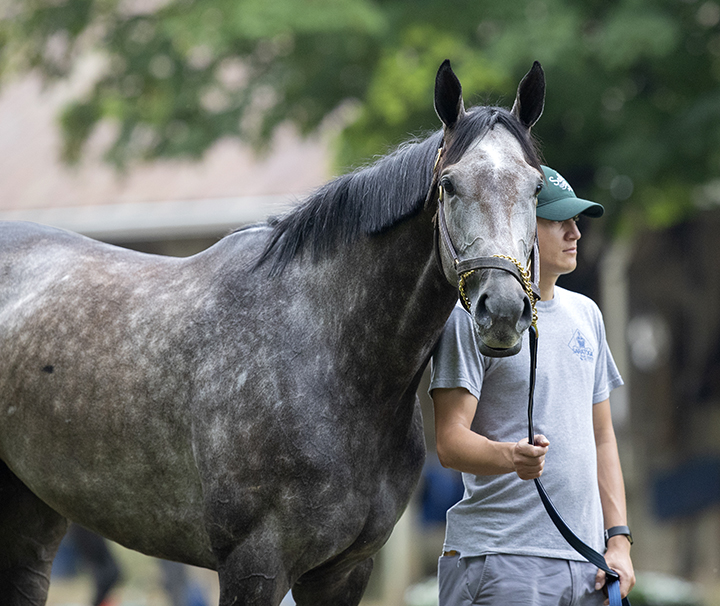 Homerique at Saratoga Race Course on July 17
