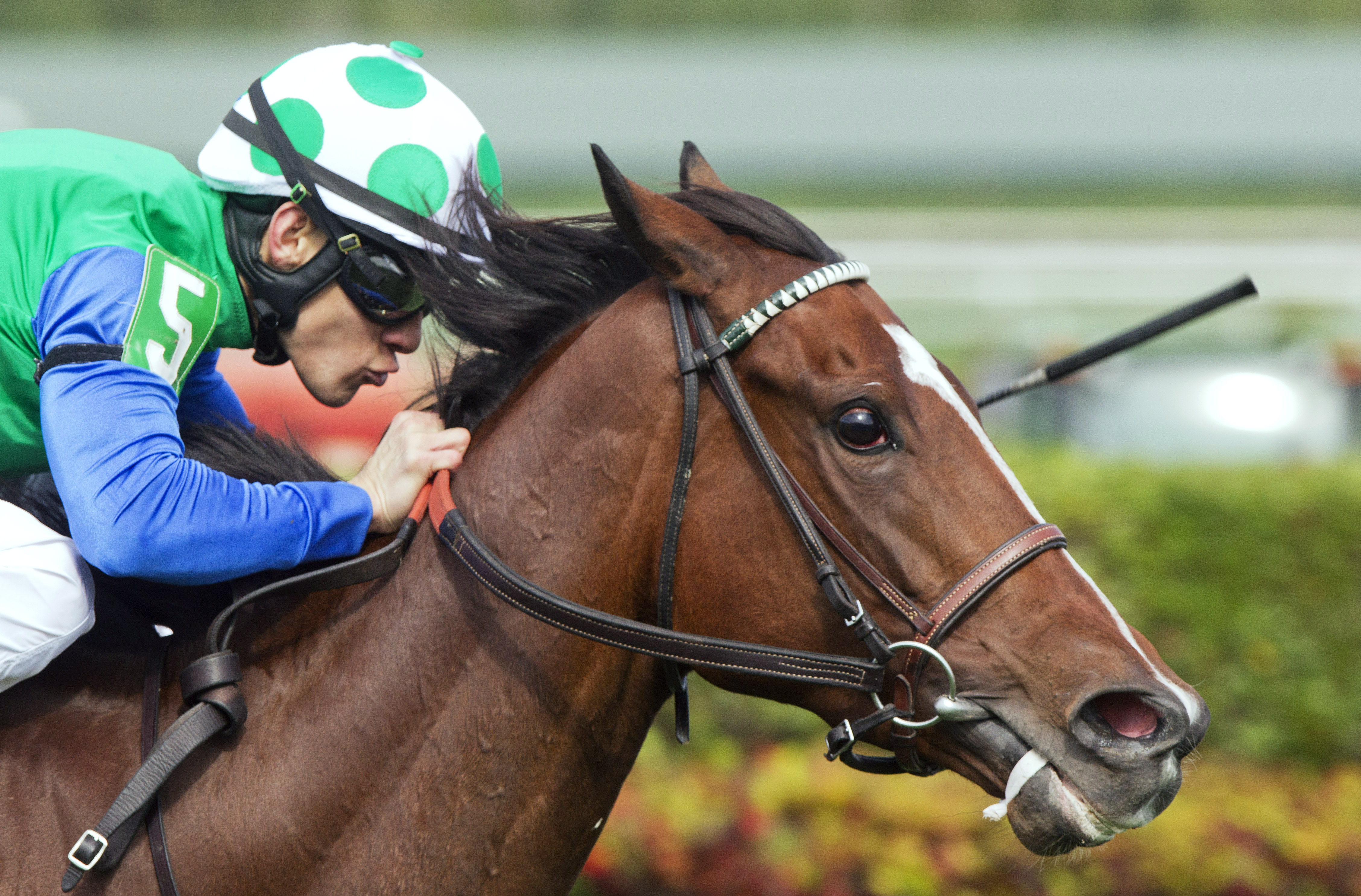 Lady Lara wins 2015 Honey Fox