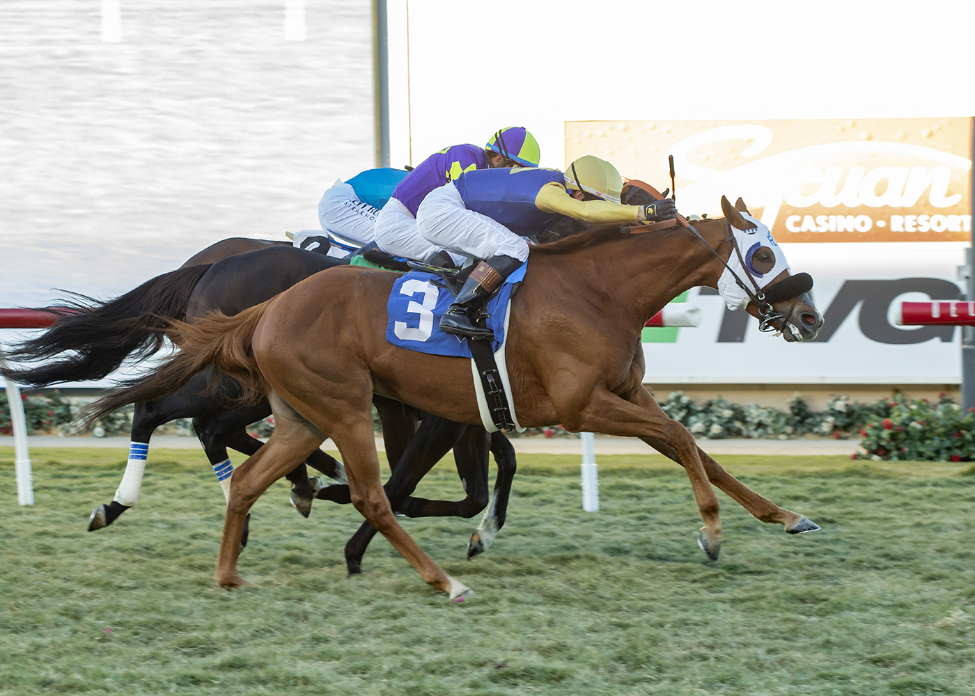 Hong Kong Harry - Seabiscuit H. 2022