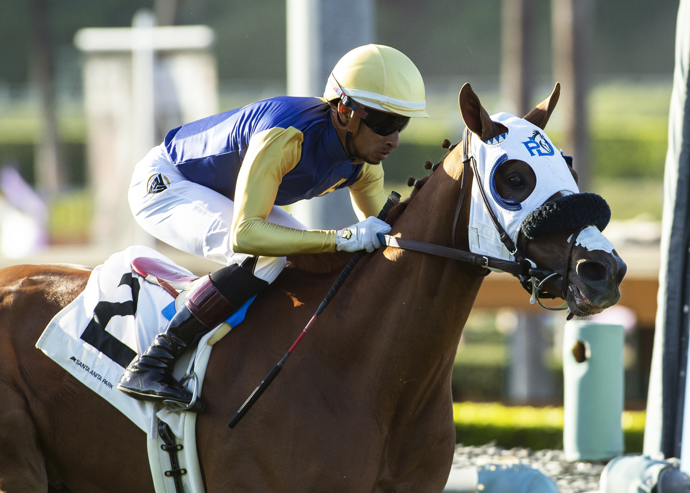 Hong Kong Harry/American Stakes