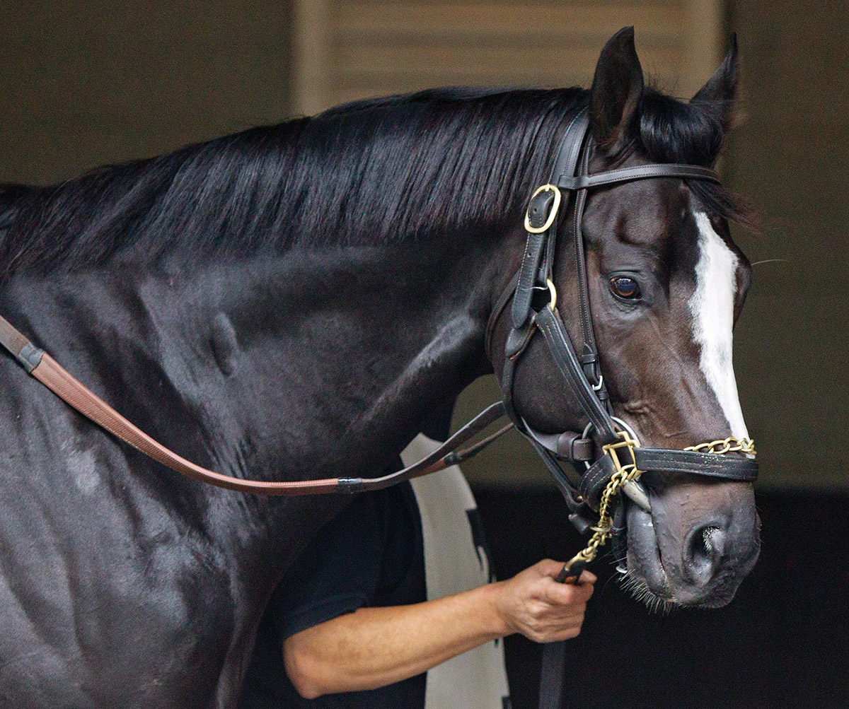 Honor Code portrait