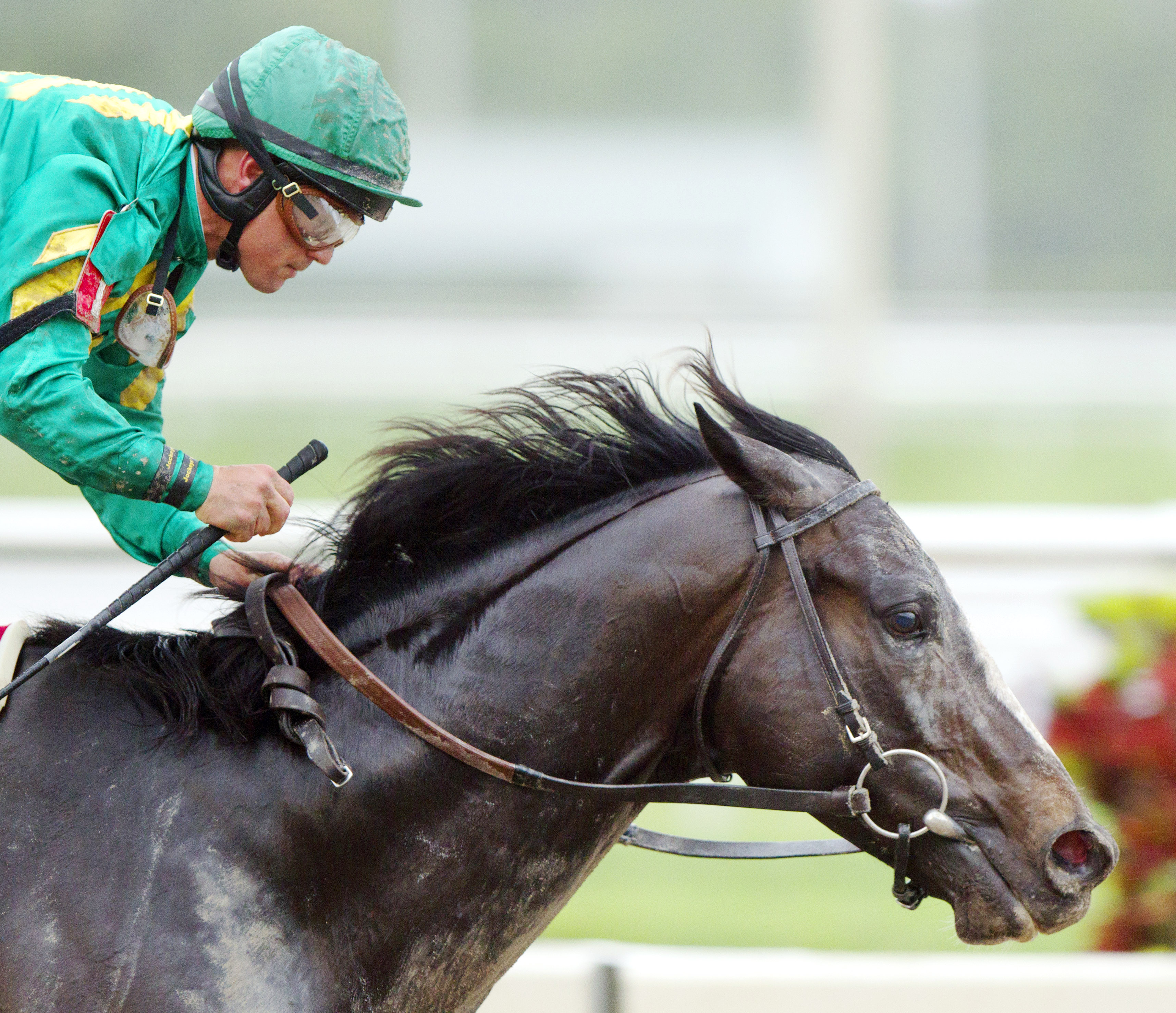 Honor Code wins the Gulfstream Park Handicap