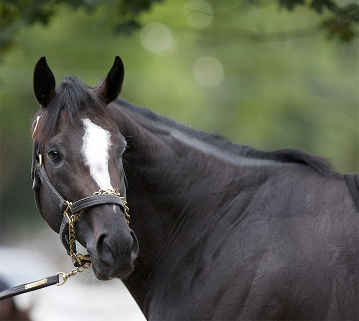 Honor Code portrait