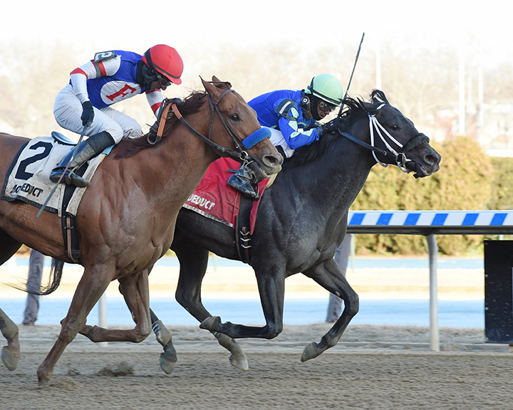 Honor Up wins the 2019 Haynesfield Stakes