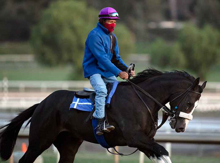 Honor A. P. trains at Santa Anita Park on Oct. 31