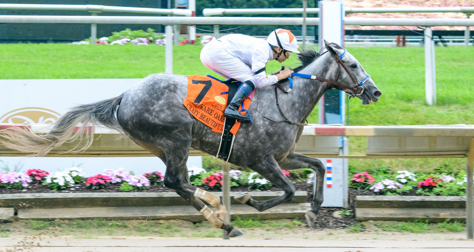 Crazy Beautiful - Mary Lyons Hoofprints, Inc