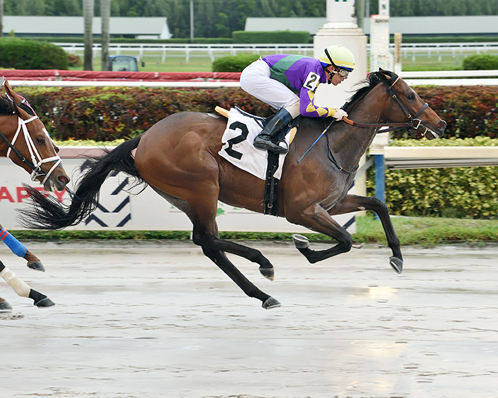 Hop Kat wins an April 26 allowance race at Gulfstream Park