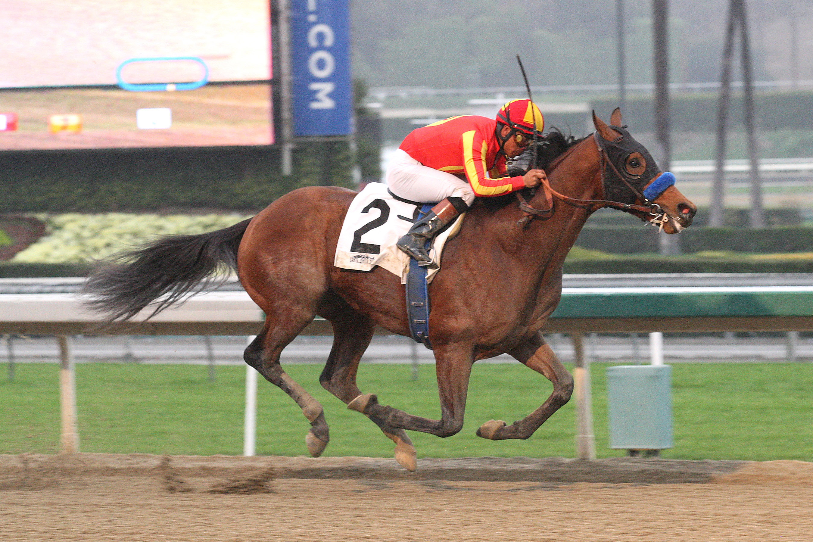 Hoppertunity wins a maiden race