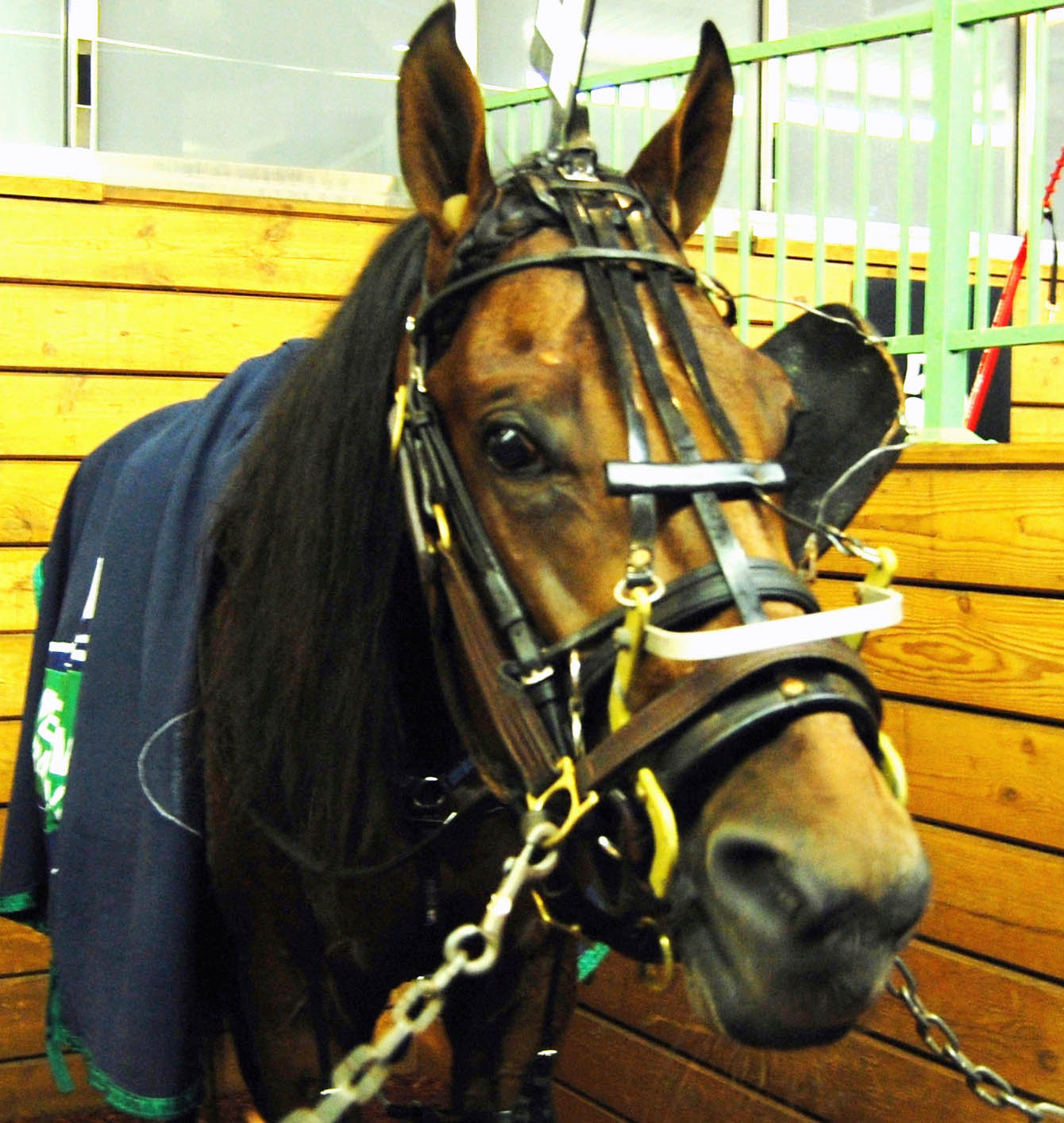Hot Shot Blue Chip