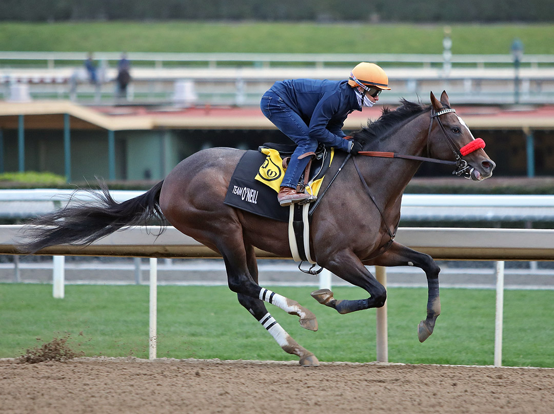 Hot Rod Charlie trains at Santa Anita Park on Jan. 15