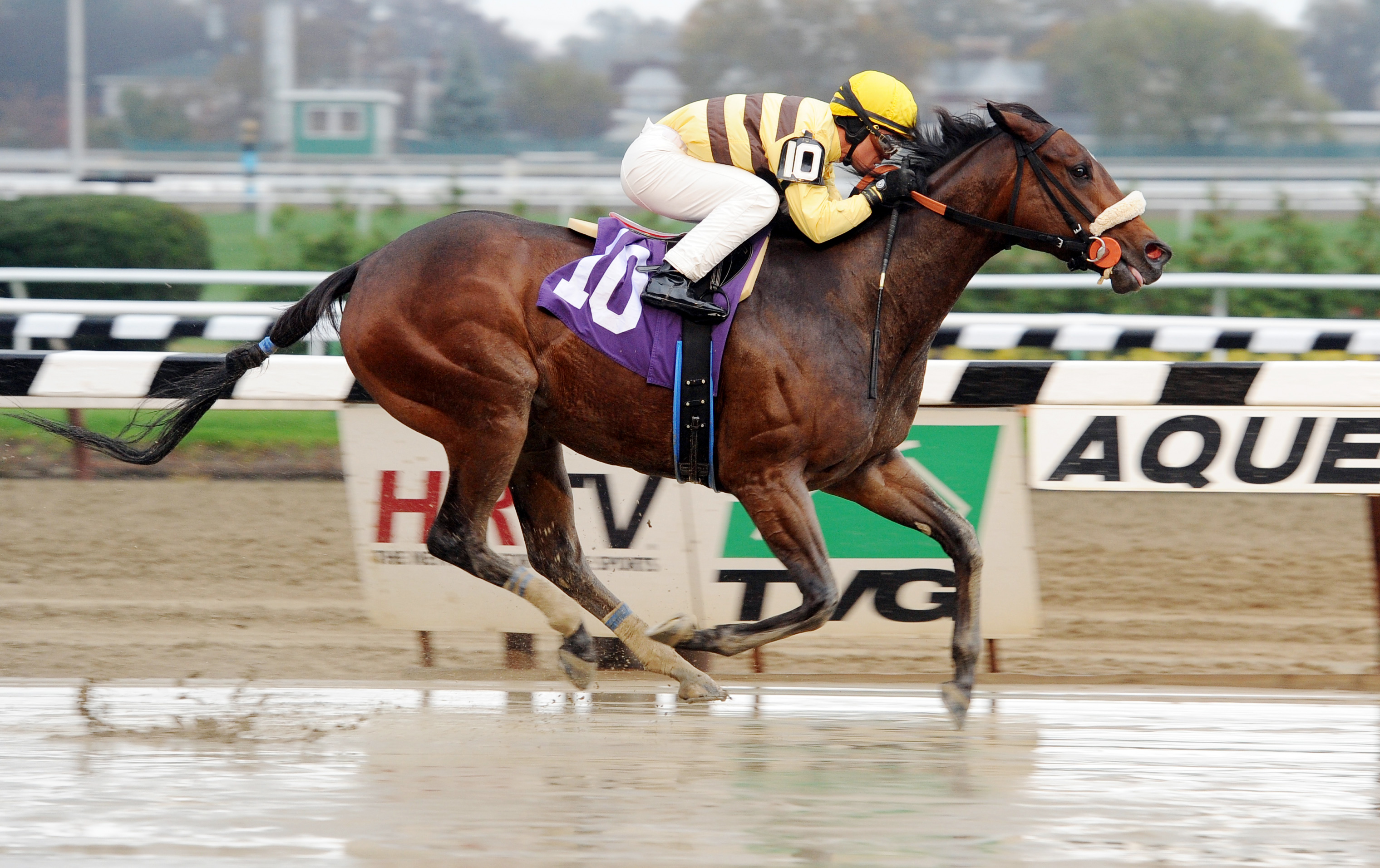 House Rules wins an allowance on Nov. 6