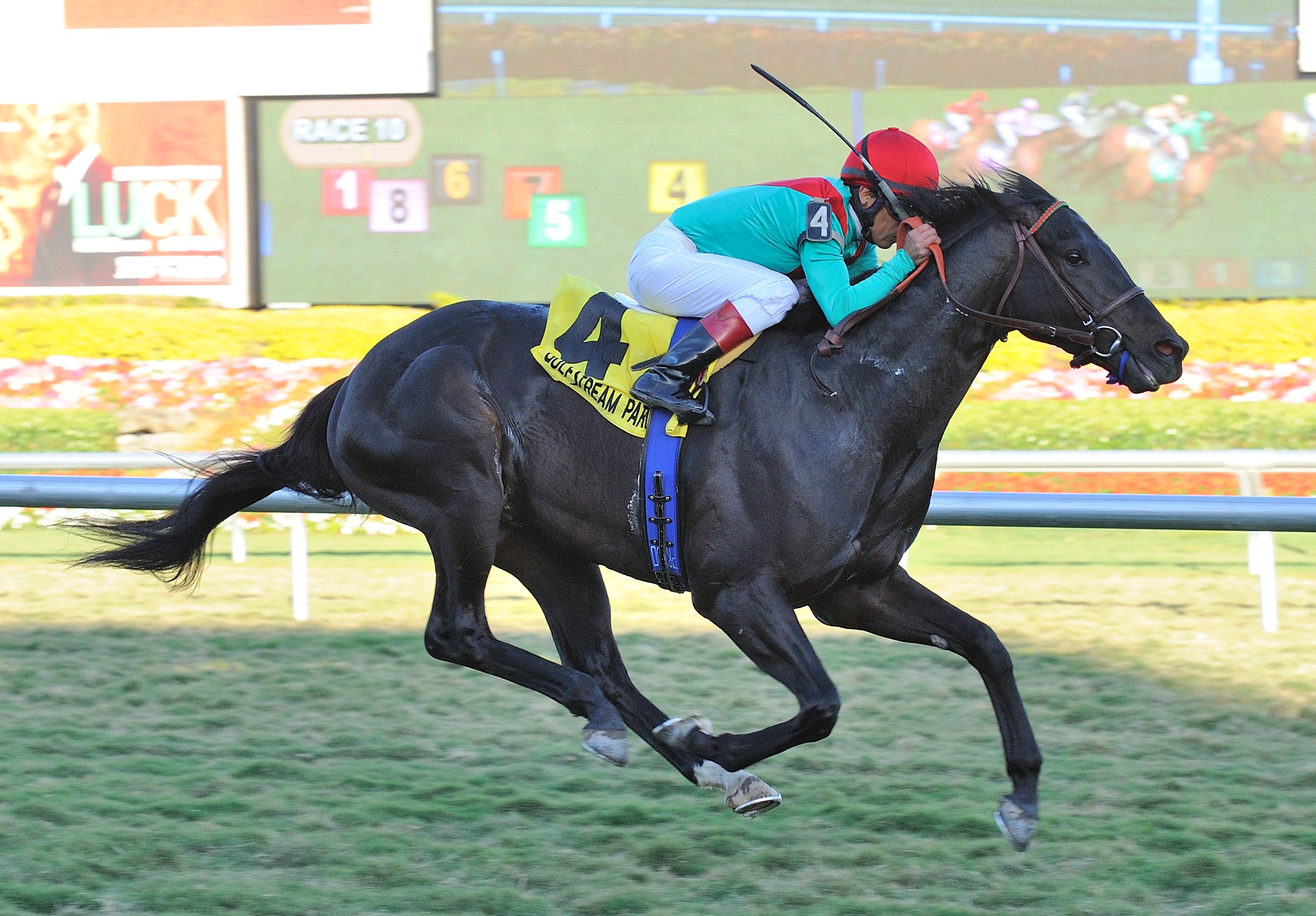 Howe Great, Kitten's Joy Stakes