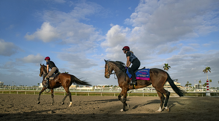Hunting Horn and Magic Wand at Gulfstream Park in January 2019