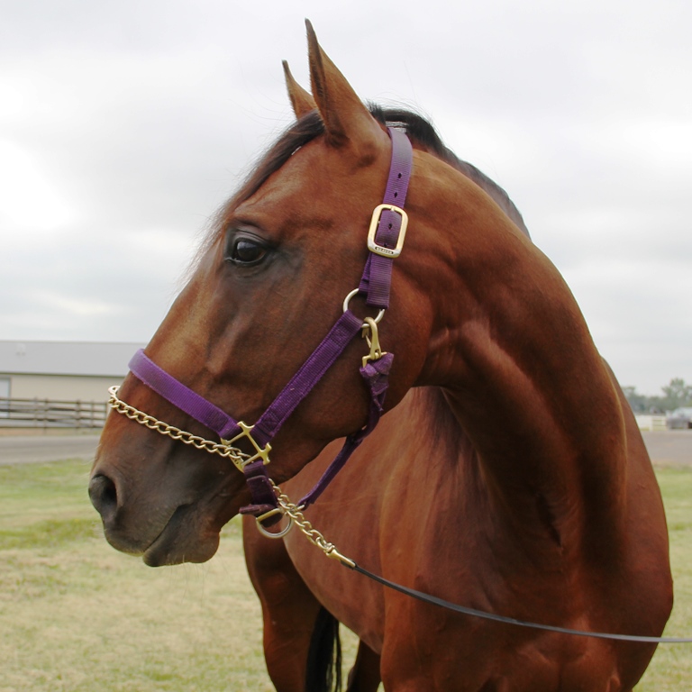 Hurrikane Ali