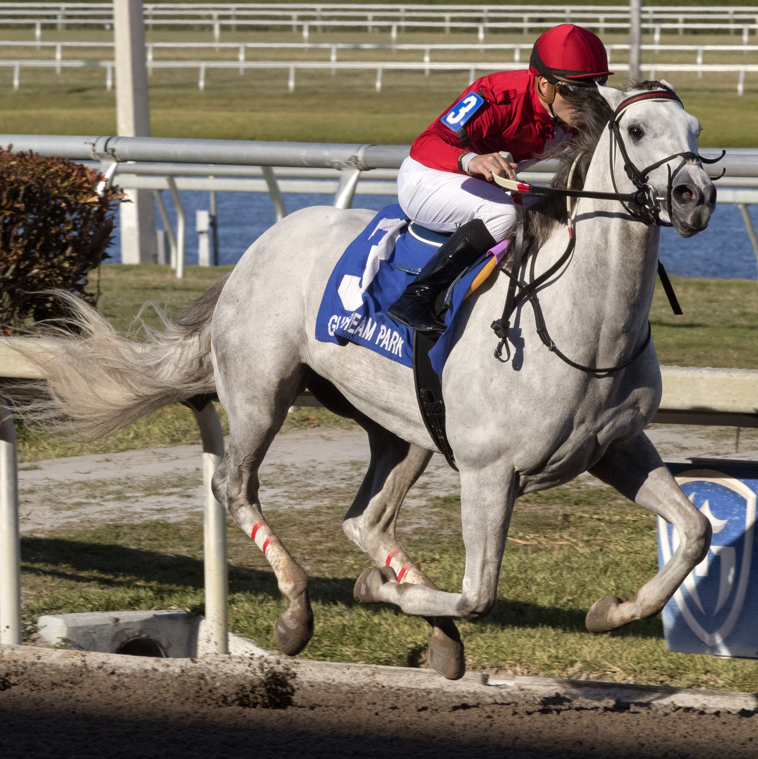 Madison's Luna wins 2018 Hutcheson