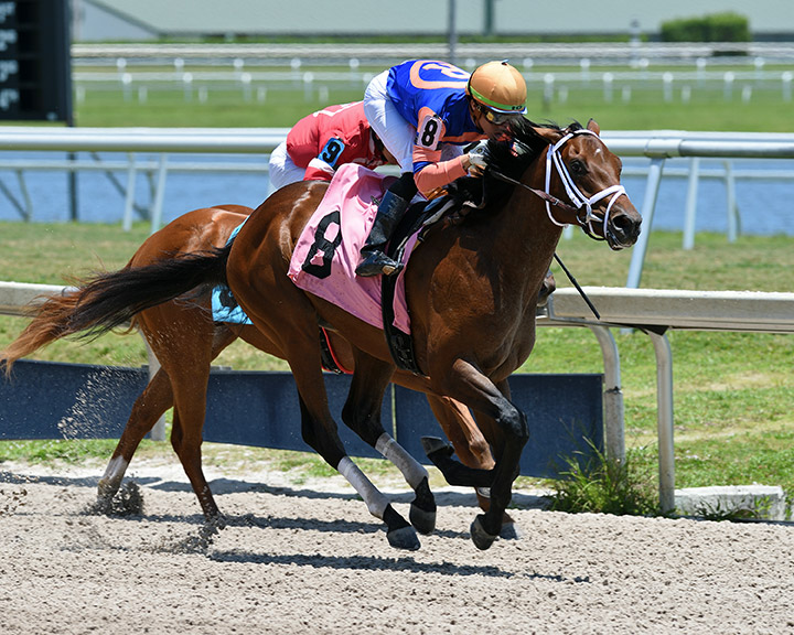 Hyperfocus wins a May 9 maiden race at Gulfstream Park