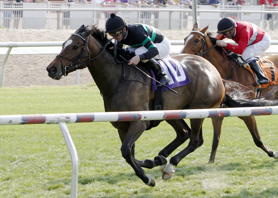 I Dazzle wins the 2014 Red Camelia