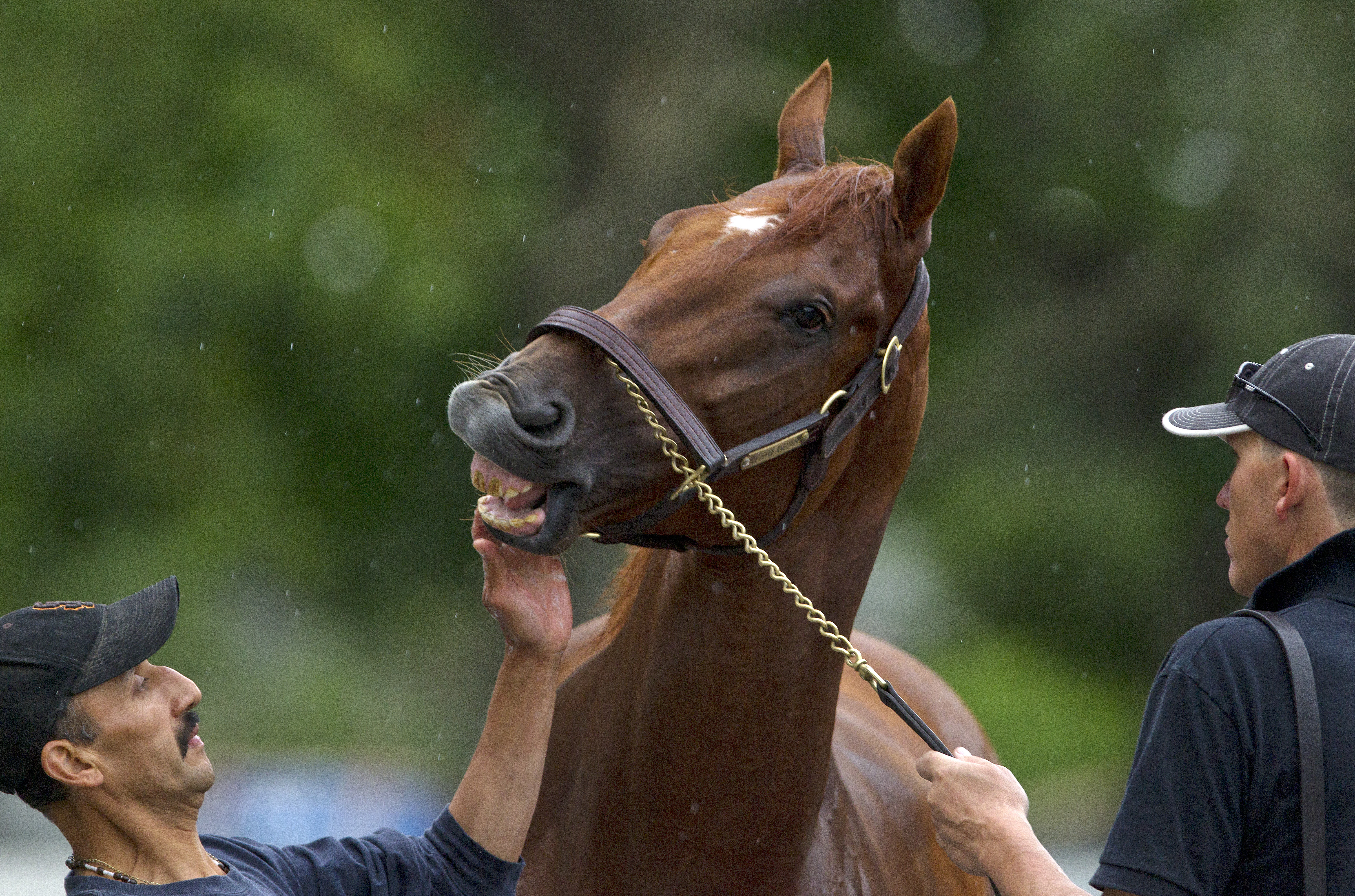 Pinhookers saw profit, not future star in I'll Have Another