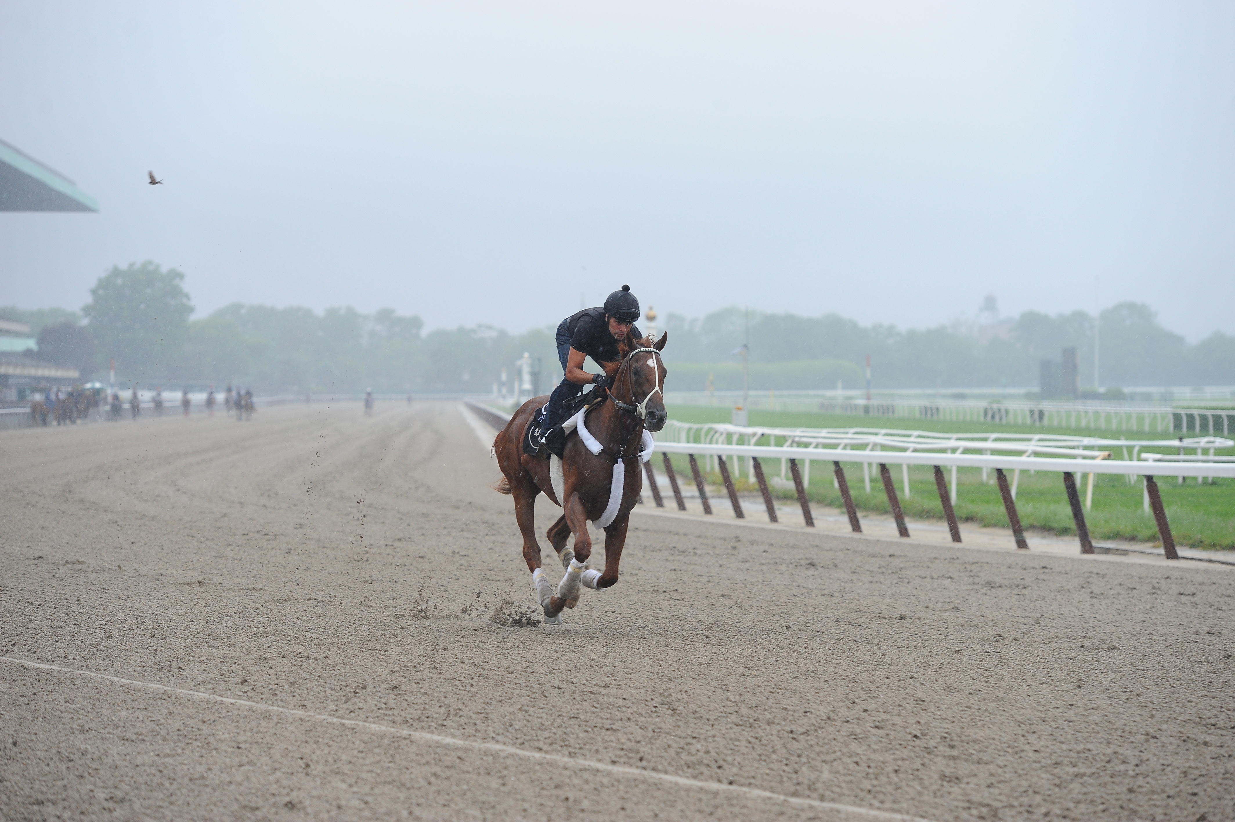 I'll Have Another/May 25 gallop