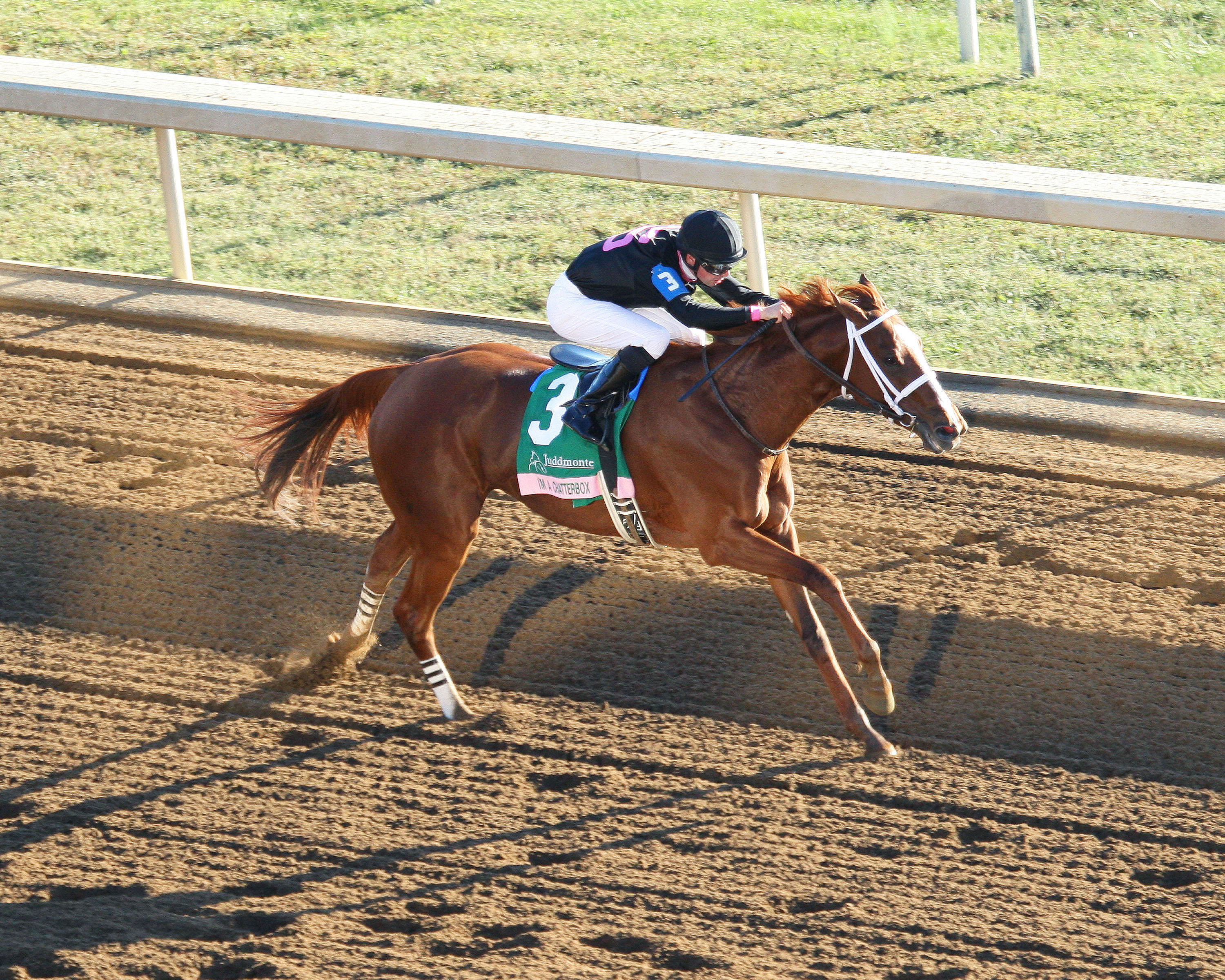 I'm a Chatterbox wins the Spinster