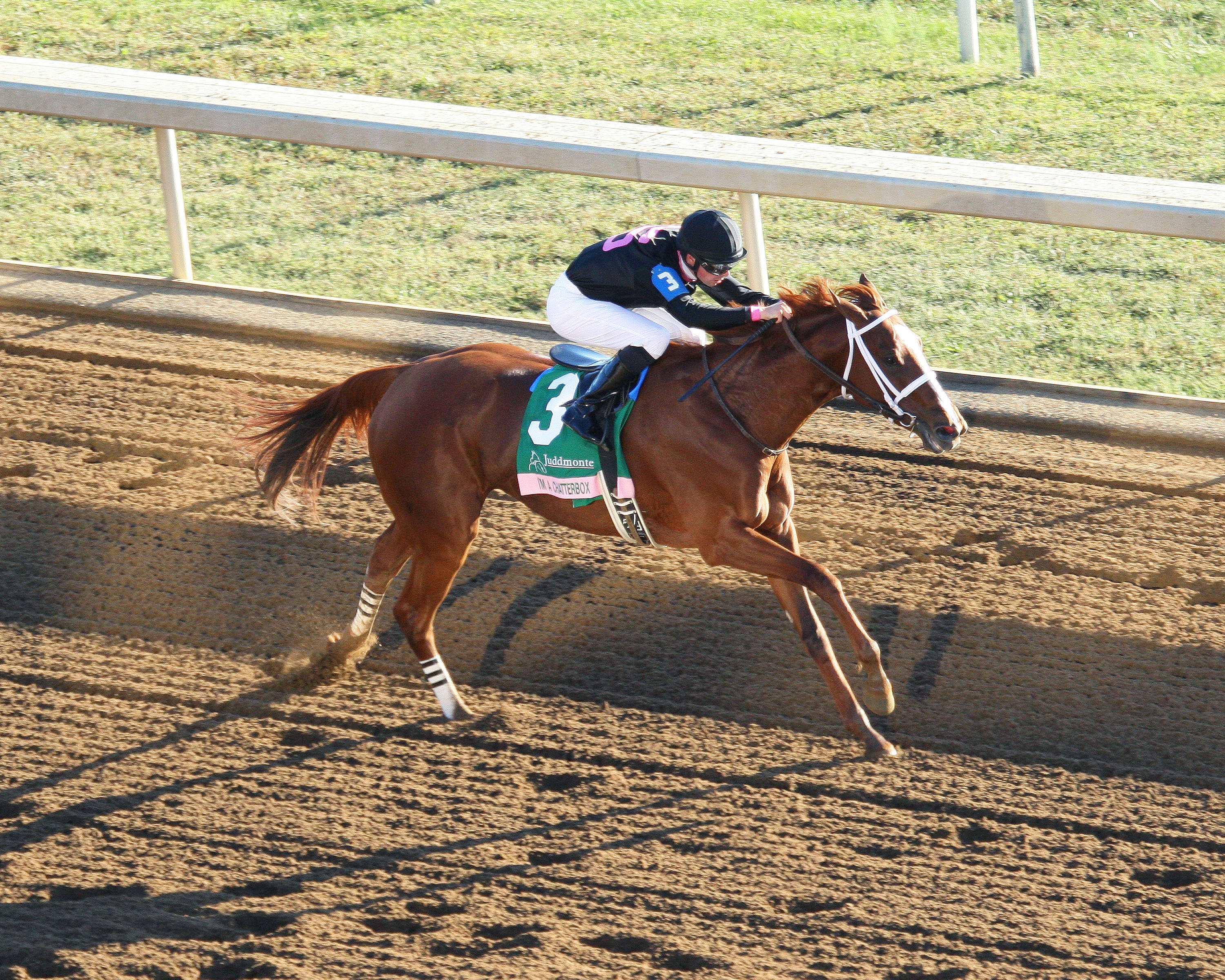 I'm a Chatterbox wins the Spinster
